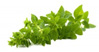 Oregano