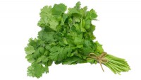Culantro Castilla